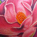 Tattoos - Pink Magnolia Flower - 62789